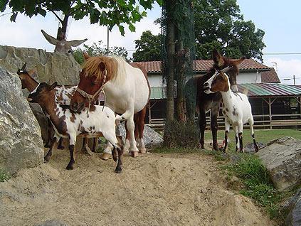 La Ferme Des 4 Chenes Hotel Urt Bagian luar foto